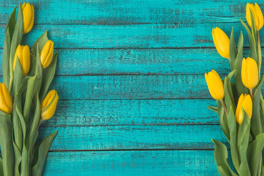 yellow flowers on blue boards